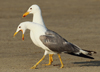 Larus armenicus
